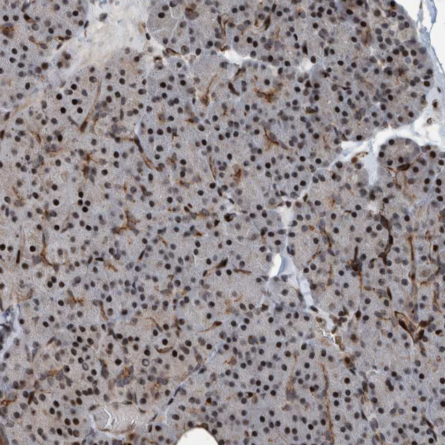 ZNF366 Antibody in Immunohistochemistry (Paraffin) (IHC (P))