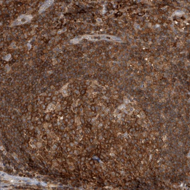 GFR alpha-2 Antibody in Immunohistochemistry (Paraffin) (IHC (P))