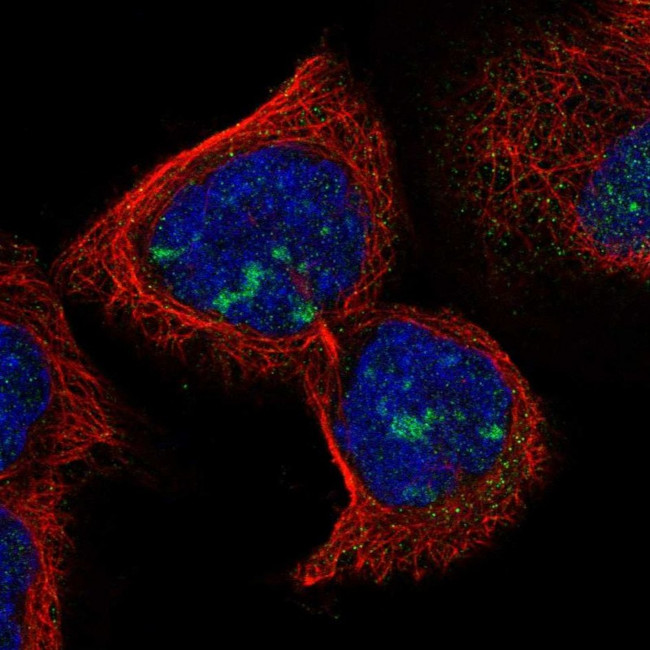 RDM1 Antibody in Immunocytochemistry (ICC/IF)
