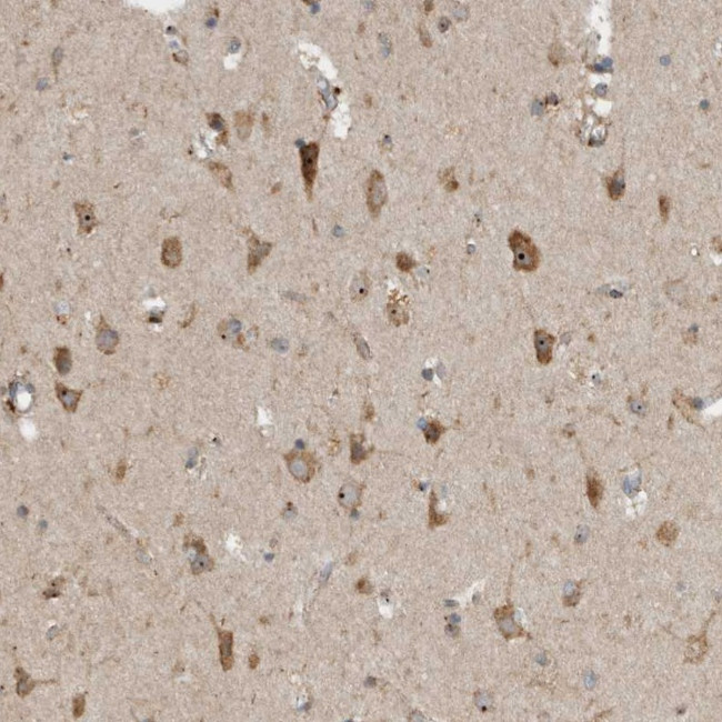 GPR137B Antibody in Immunohistochemistry (Paraffin) (IHC (P))