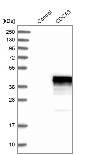 CDCA3 Antibody in Western Blot (WB)