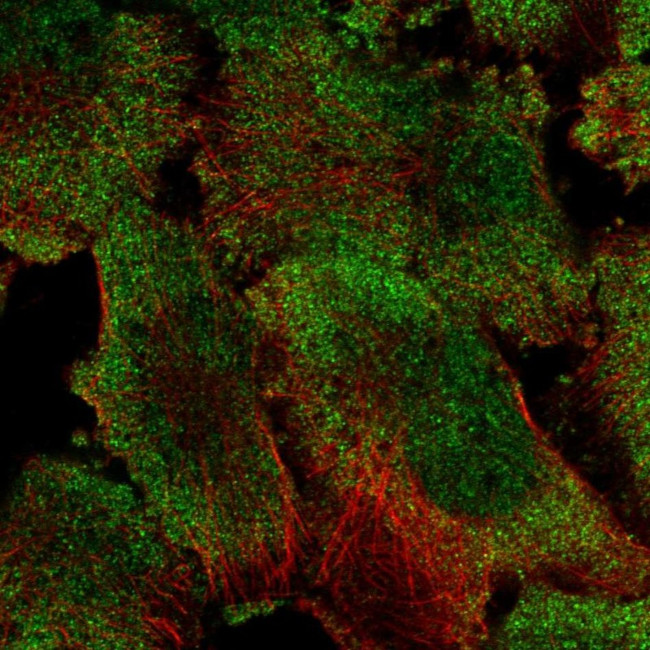 PUM1 Antibody in Immunocytochemistry (ICC/IF)