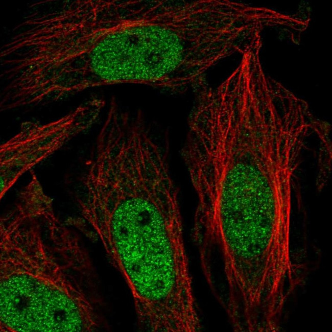 ZNF131 Antibody in Immunocytochemistry (ICC/IF)