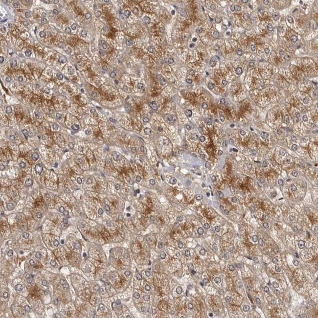 ALS2CR2 Antibody in Immunohistochemistry (Paraffin) (IHC (P))