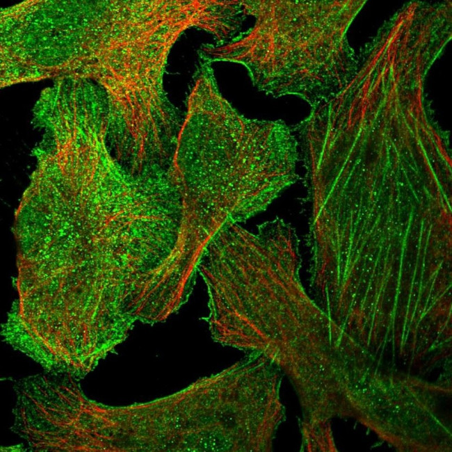 GPR27 Antibody in Immunocytochemistry (ICC/IF)