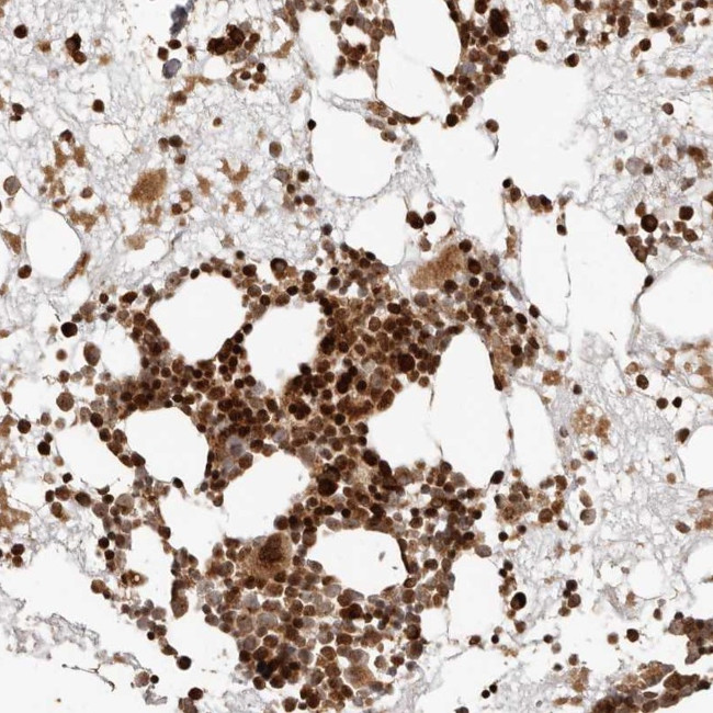 TRIM4 Antibody in Immunohistochemistry (Paraffin) (IHC (P))