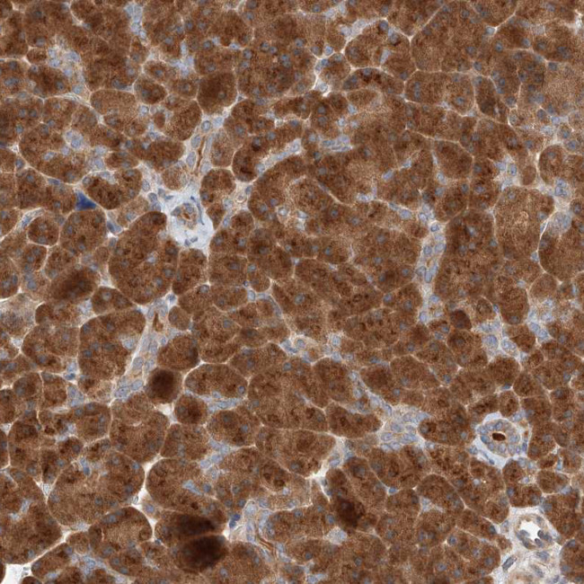XPNPEP1 Antibody in Immunohistochemistry (Paraffin) (IHC (P))