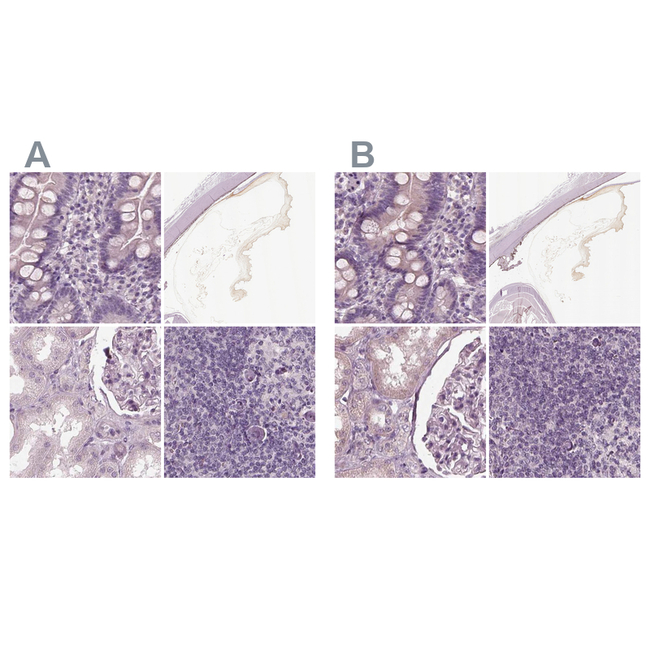Opticin Antibody in Immunohistochemistry (Paraffin) (IHC (P))