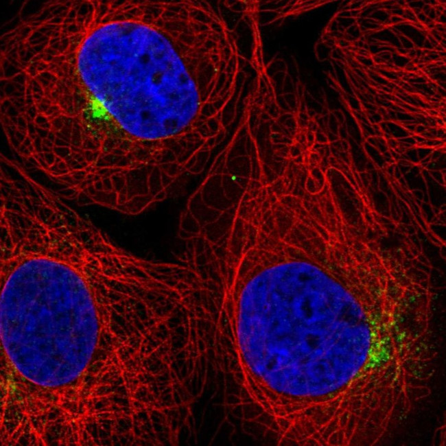 SLC1A4 Antibody in Immunocytochemistry (ICC/IF)