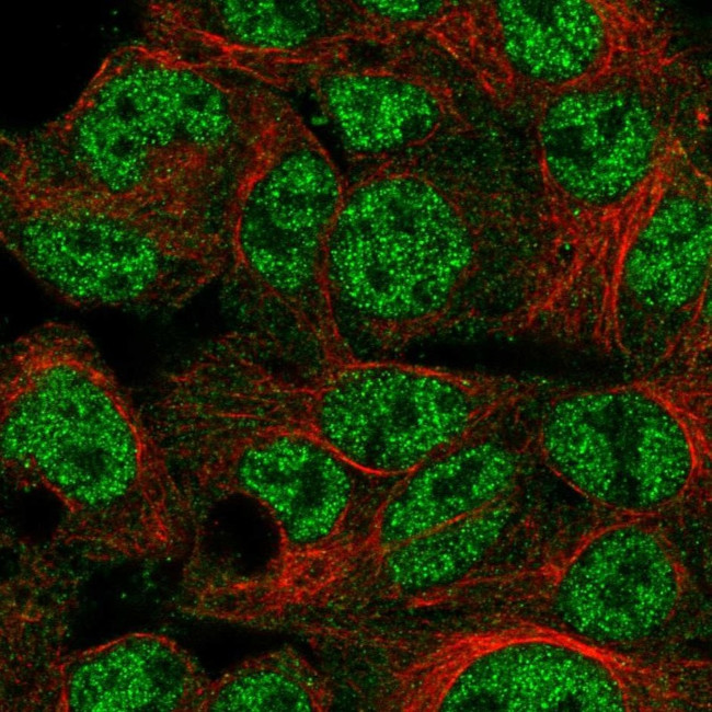 SPDYA Antibody in Immunocytochemistry (ICC/IF)