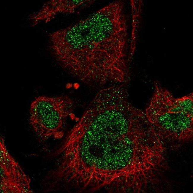 MEKK3 Antibody in Immunocytochemistry (ICC/IF)