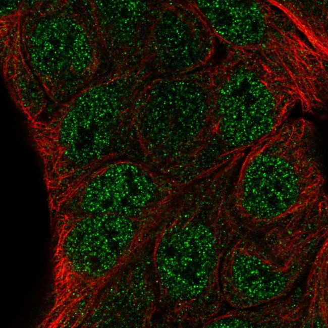 ZNF488 Antibody in Immunocytochemistry (ICC/IF)