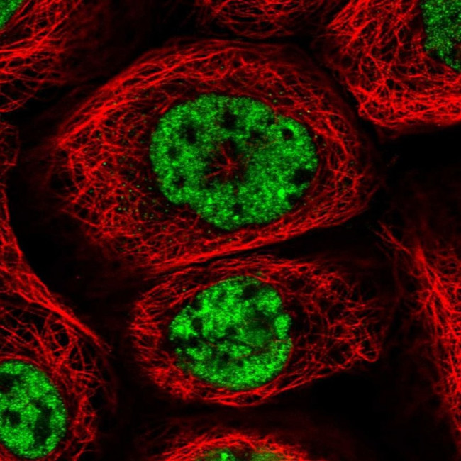PWWP2B Antibody in Immunocytochemistry (ICC/IF)