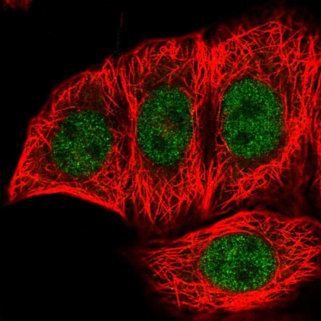 FANK1 Antibody in Immunocytochemistry (ICC/IF)