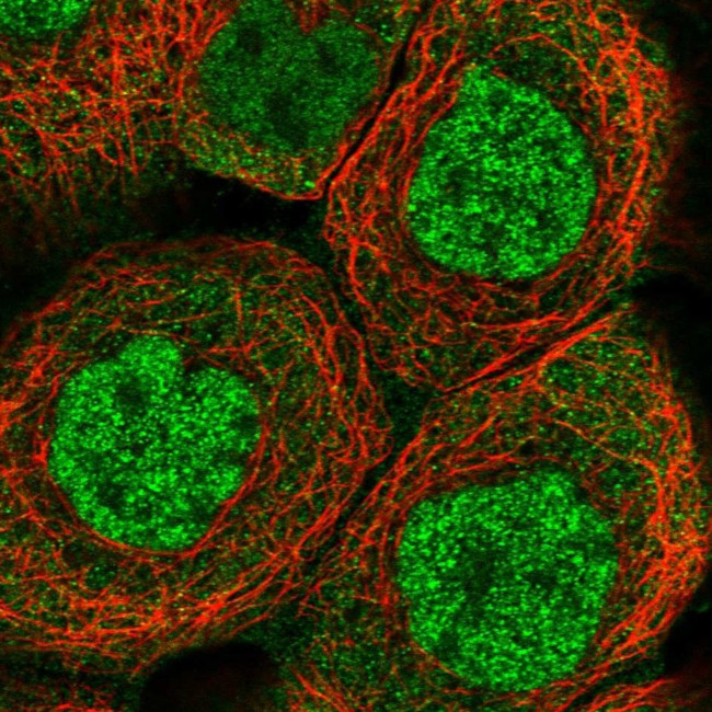 ELMOD1 Antibody in Immunocytochemistry (ICC/IF)