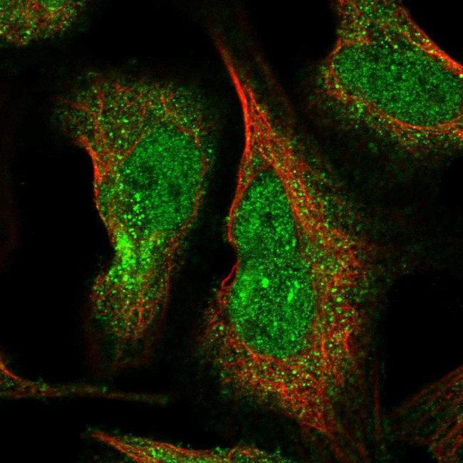 ELMOD1 Antibody in Immunocytochemistry (ICC/IF)