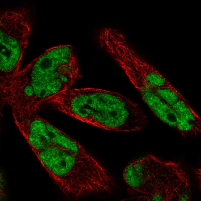 WBP11 Antibody in Immunocytochemistry (ICC/IF)