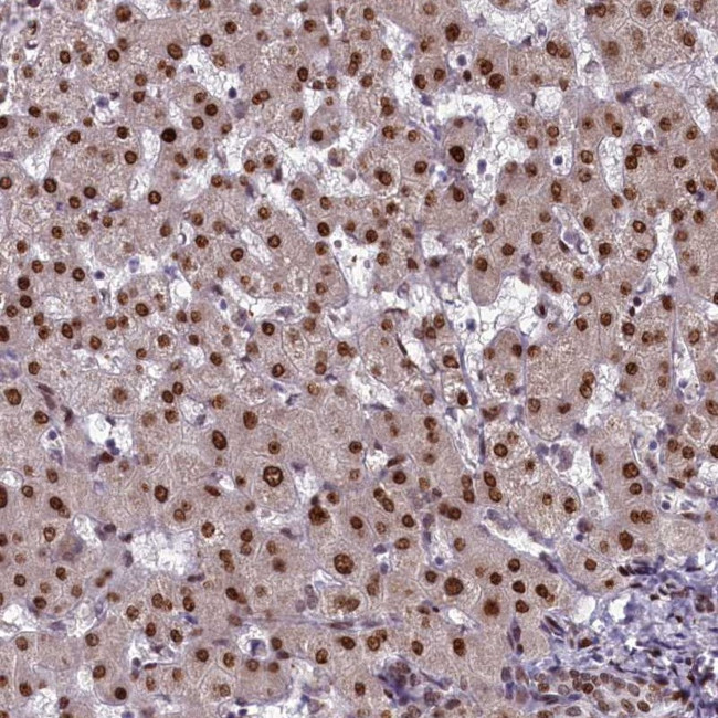 Caspase 5 Antibody in Immunohistochemistry (Paraffin) (IHC (P))