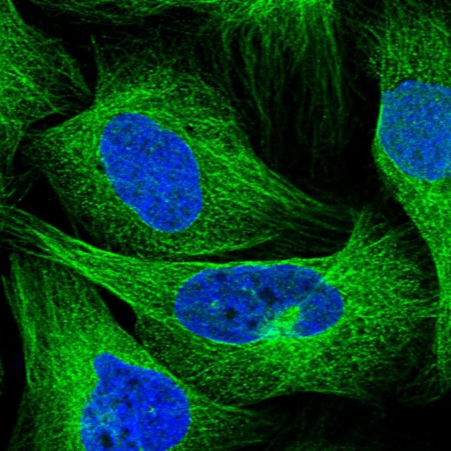 SEPT12 Antibody in Immunocytochemistry (ICC/IF)