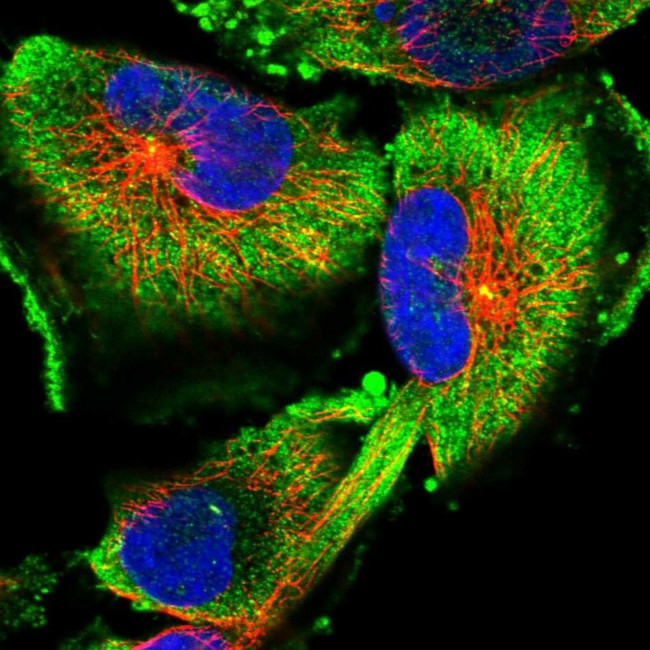 FAM45A Antibody in Immunocytochemistry (ICC/IF)