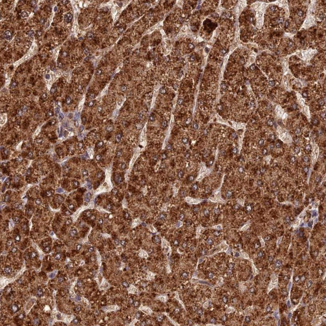 Coronin 3 Antibody in Immunohistochemistry (Paraffin) (IHC (P))