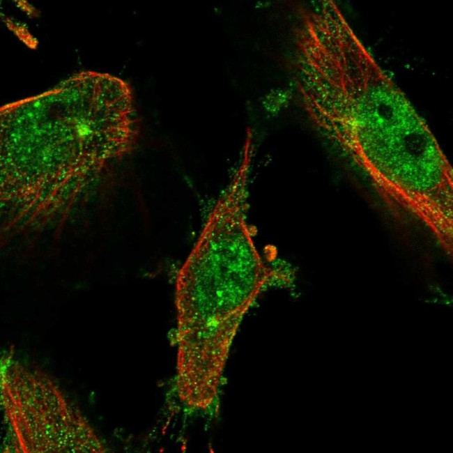 LMTK2 Antibody in Immunocytochemistry (ICC/IF)