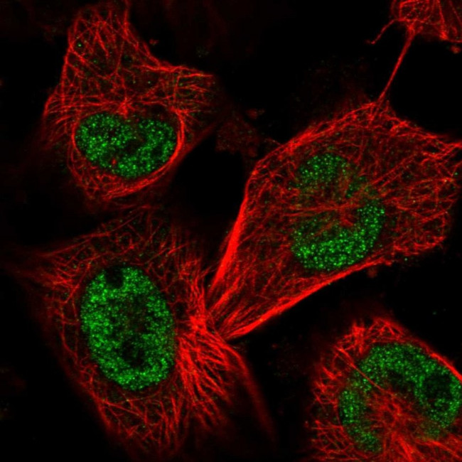 SAP30BP Antibody in Immunocytochemistry (ICC/IF)