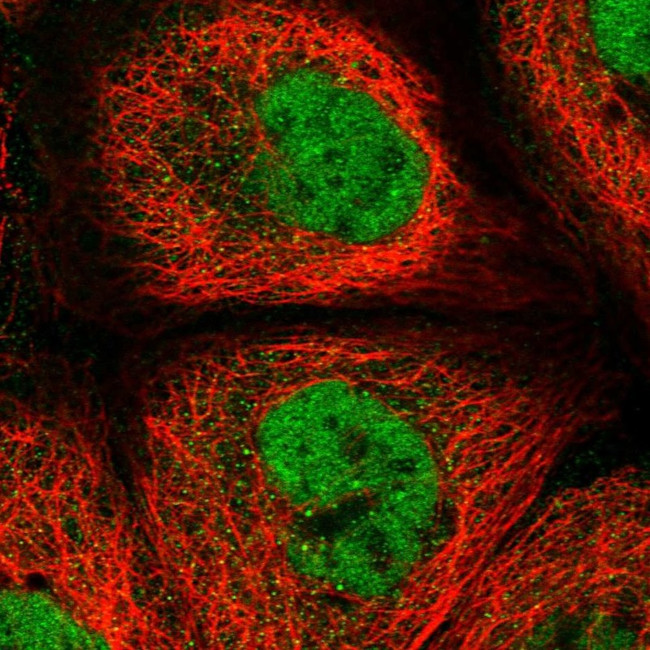 REXO1 Antibody in Immunocytochemistry (ICC/IF)