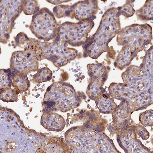 FNIP2 Antibody in Immunohistochemistry (Paraffin) (IHC (P))