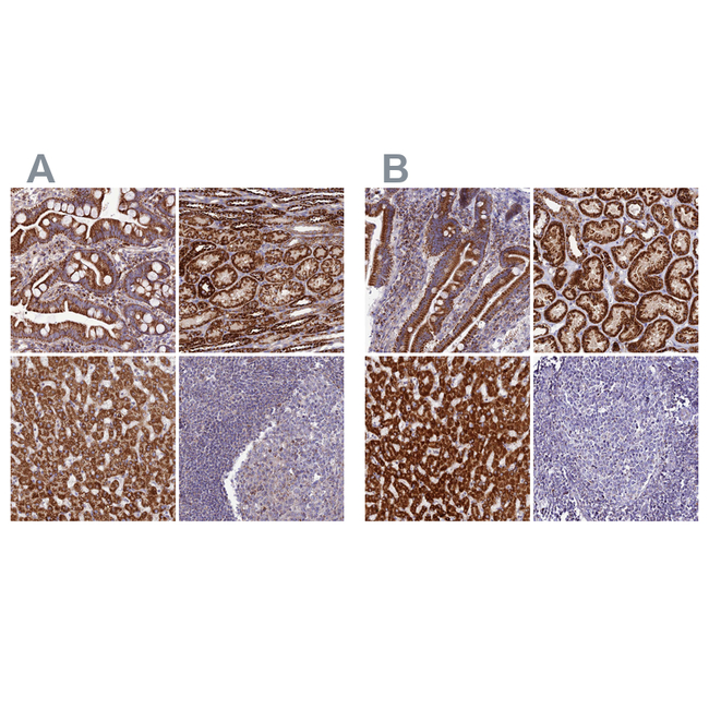 DCI Antibody in Immunohistochemistry (Paraffin) (IHC (P))