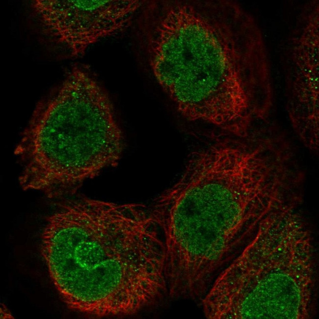 FZR1 Antibody in Immunocytochemistry (ICC/IF)