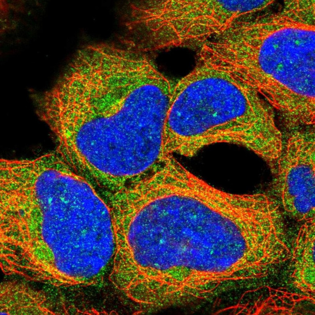 PRAS40 Antibody in Immunocytochemistry (ICC/IF)