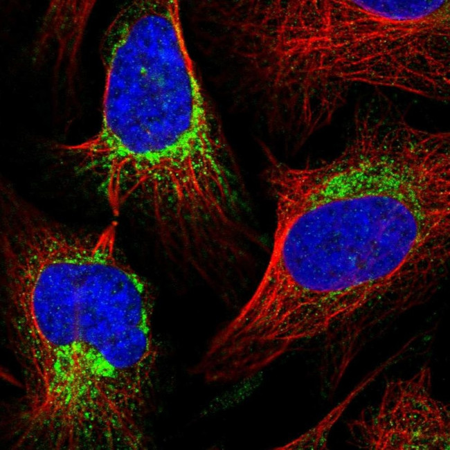 COX20 Antibody in Immunocytochemistry (ICC/IF)