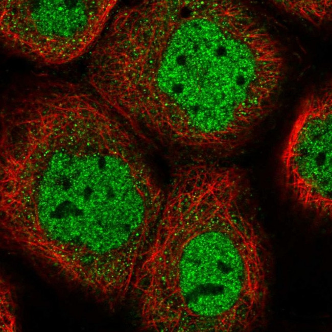 HS6ST1 Antibody in Immunocytochemistry (ICC/IF)