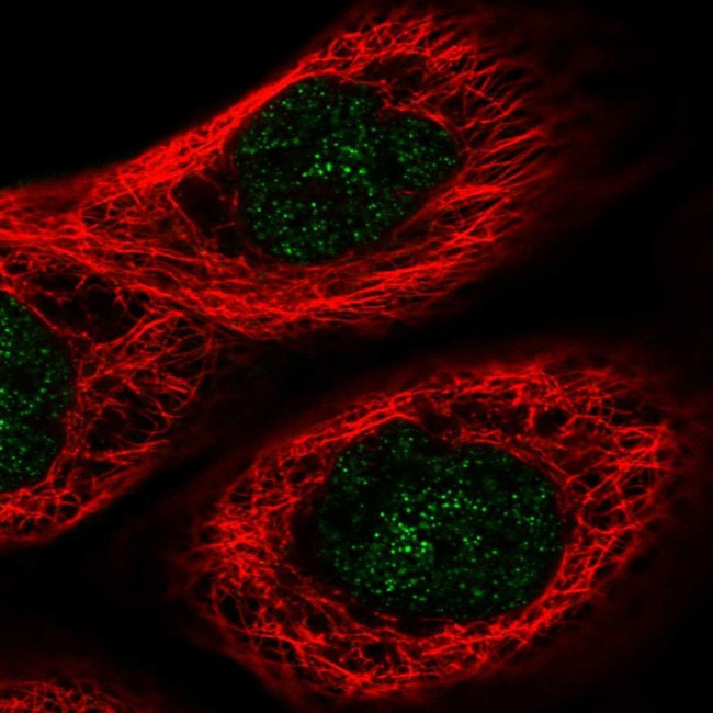 FHL3 Antibody in Immunocytochemistry (ICC/IF)
