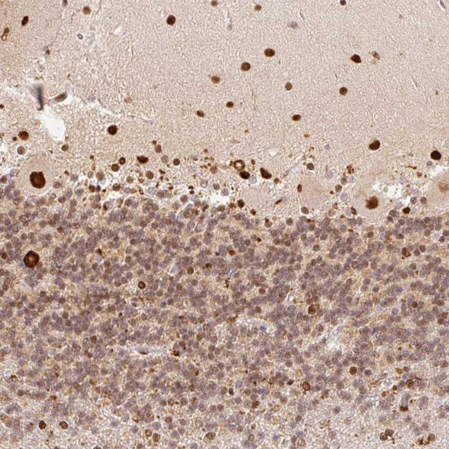 GPR139 Antibody in Immunohistochemistry (Paraffin) (IHC (P))