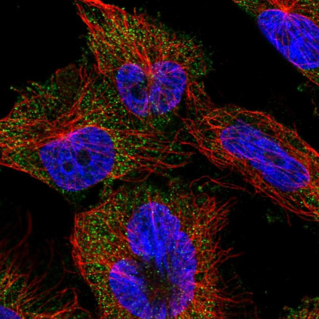 EFTUD1 Antibody in Immunocytochemistry (ICC/IF)