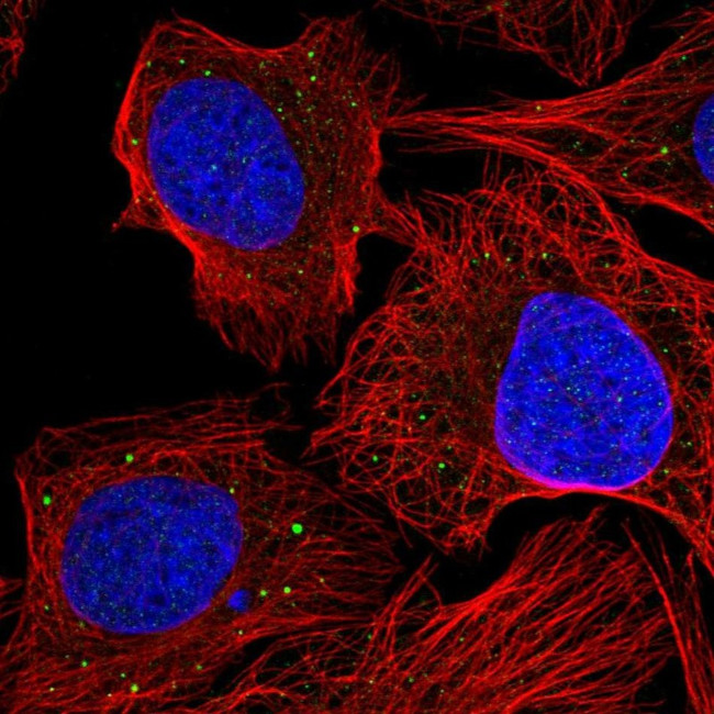 AEBP1 Antibody in Immunocytochemistry (ICC/IF)