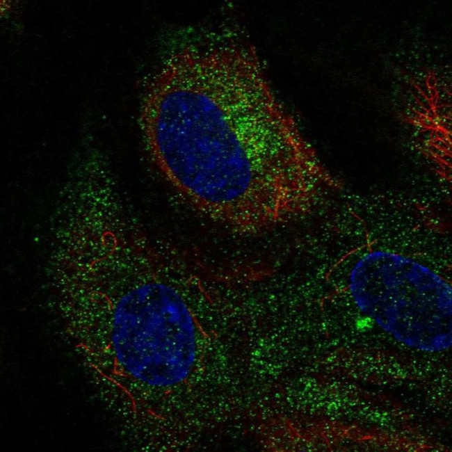 CLEC14A Antibody in Immunocytochemistry (ICC/IF)
