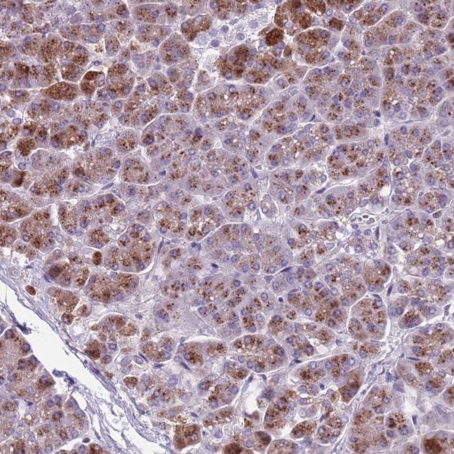 Adenylate Cyclase 7 Antibody in Immunohistochemistry (Paraffin) (IHC (P))