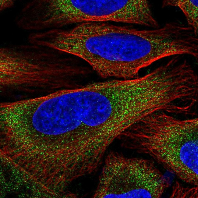 ZER1 Antibody in Immunocytochemistry (ICC/IF)