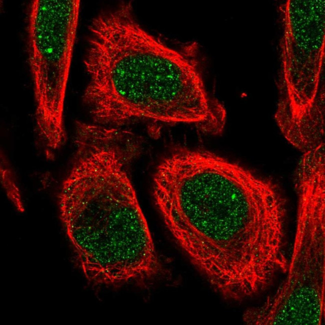Lsm10 Antibody in Immunocytochemistry (ICC/IF)