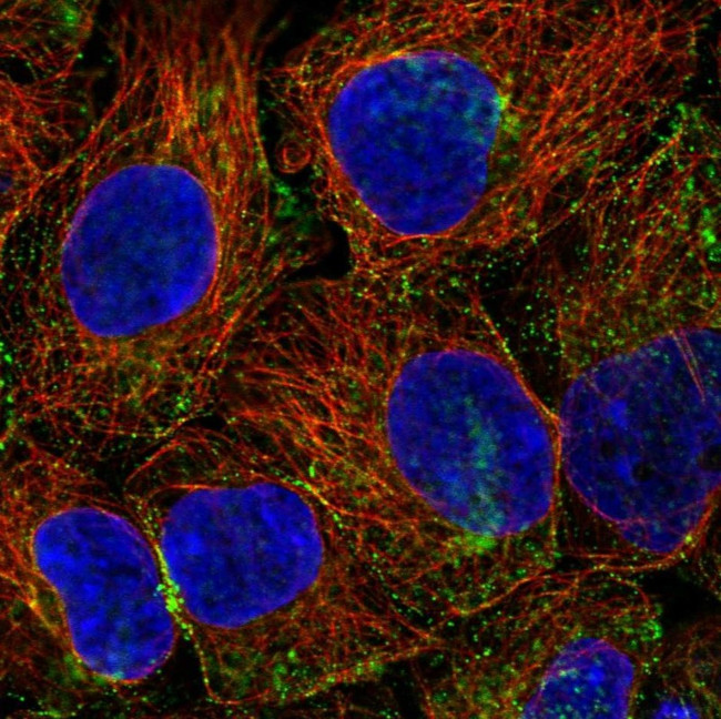 PHLPP2 Antibody in Immunocytochemistry (ICC/IF)