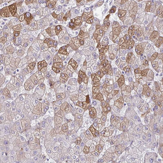 ARH Antibody in Immunohistochemistry (Paraffin) (IHC (P))