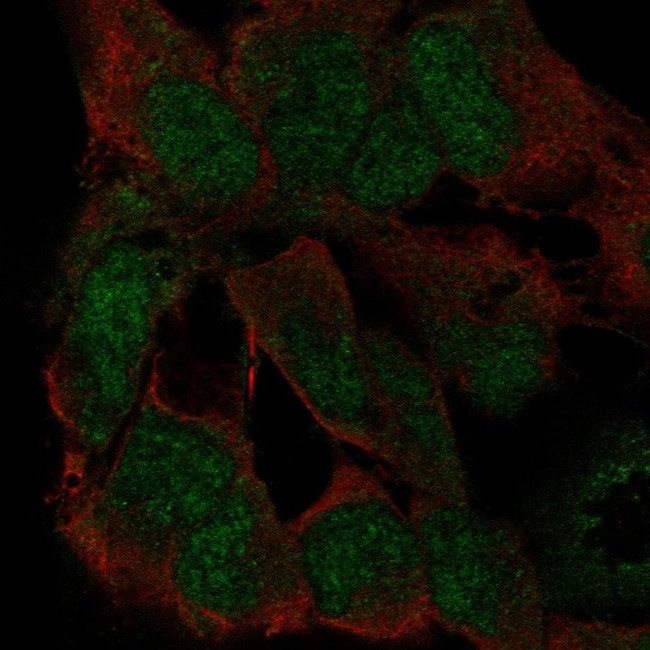 ZFP82 Antibody in Immunocytochemistry (ICC/IF)