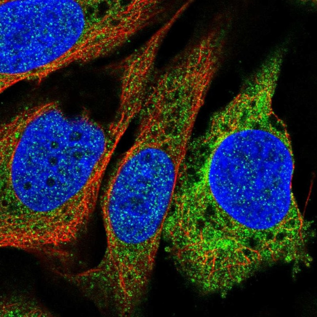 PTGIS Antibody in Immunocytochemistry (ICC/IF)