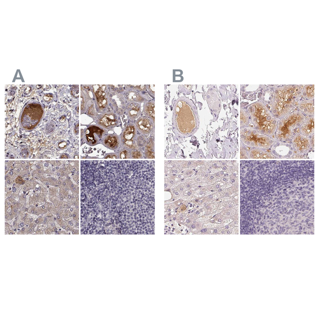 Afamin Antibody in Immunohistochemistry (Paraffin) (IHC (P))