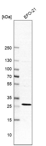 RIT1 Antibody in Western Blot (WB)