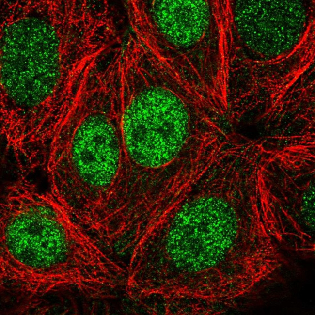 PSKH1 Antibody in Immunocytochemistry (ICC/IF)