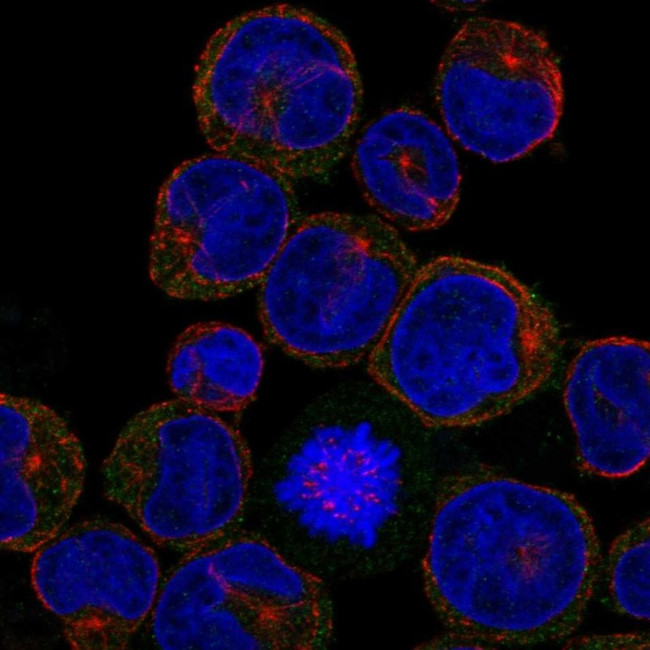 CLEC5A Antibody in Immunocytochemistry (ICC/IF)